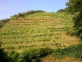 Collina con vigneti in Versilia