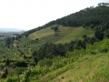 Collina in Versilia