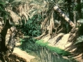Oasi sahariana