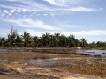 Palme dell'Isola di Robinson