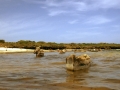 Pesca