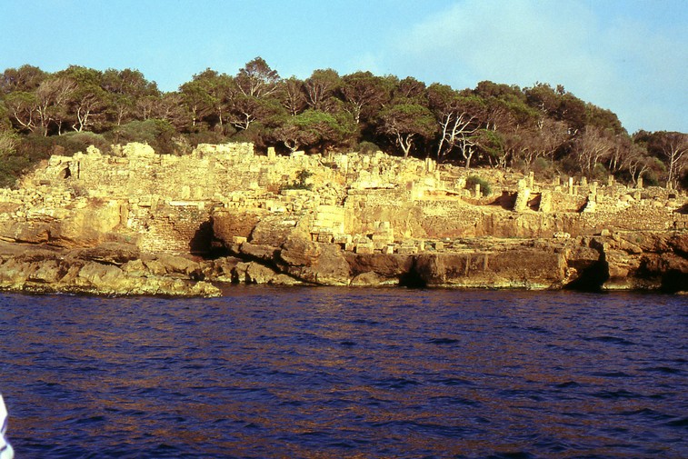 La zona del cardo