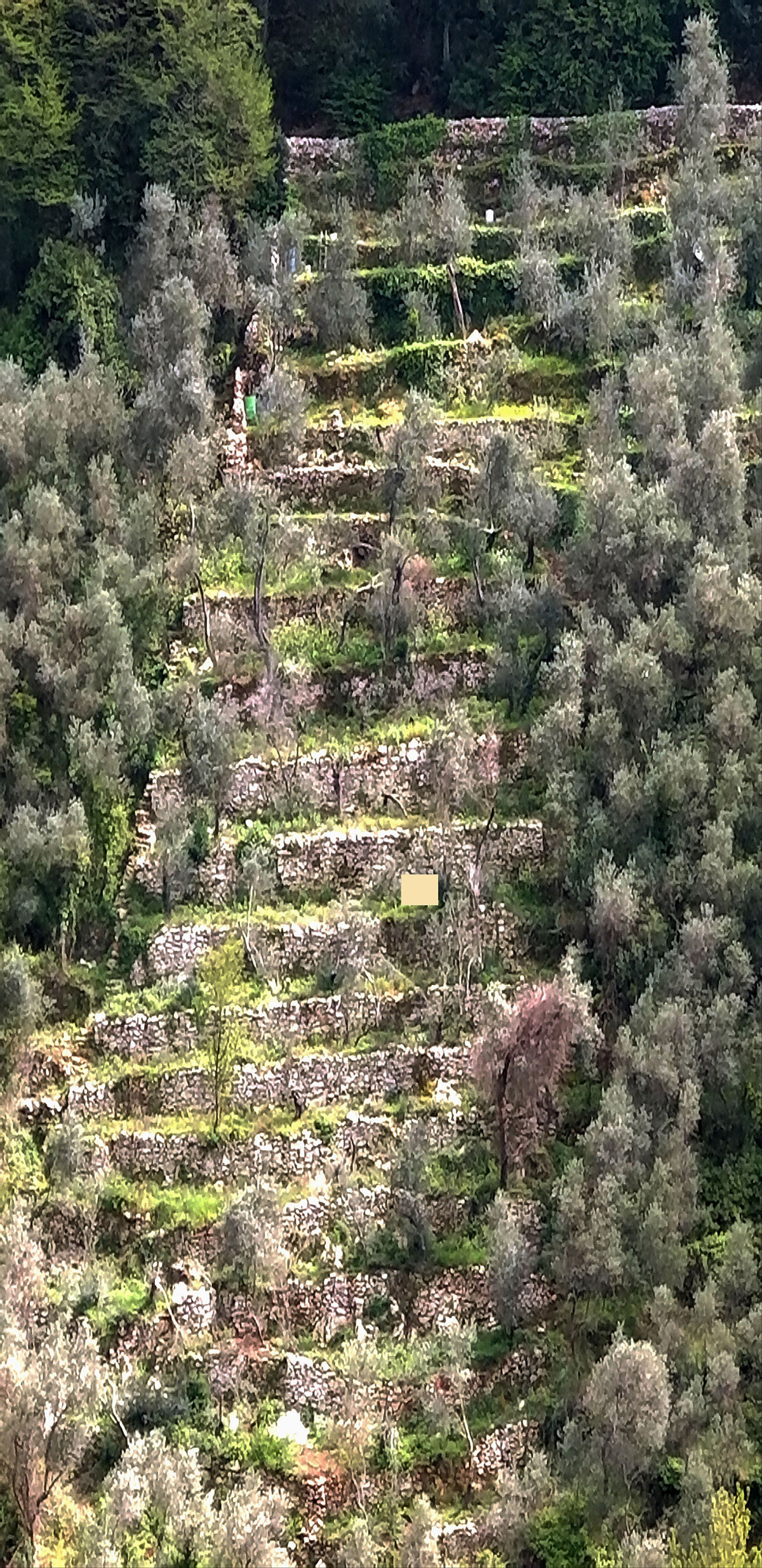 Monte Marcello - Particolare di terrazzamento in pietra