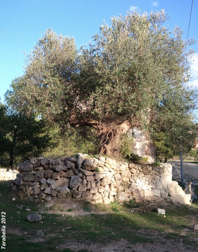 Recinto di pietra intorno all'olivo