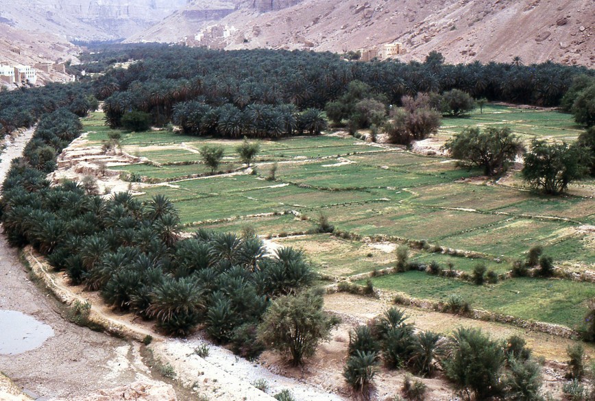 Coltivazioni nello wadi