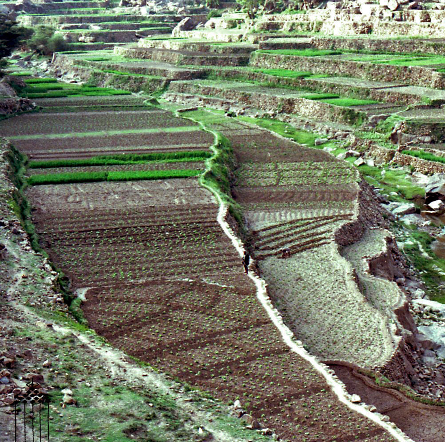 Wady Gazwa, Yemen del Nord - Particolare di terrazzamenti con il sistema marbid