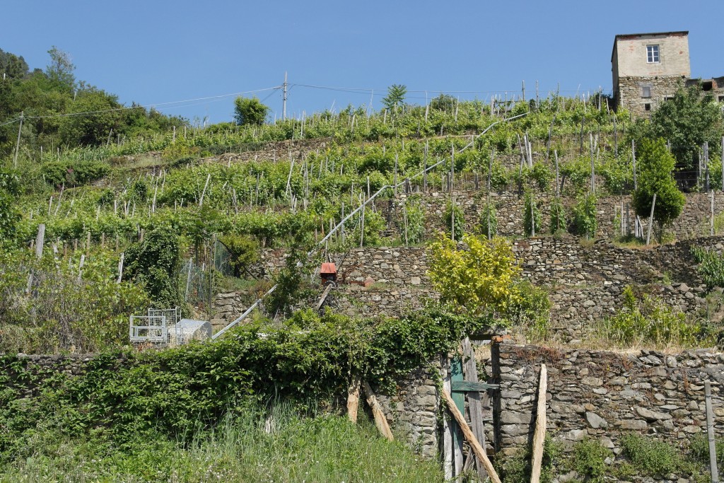 Particolare di un terrazzamento a Corniglia