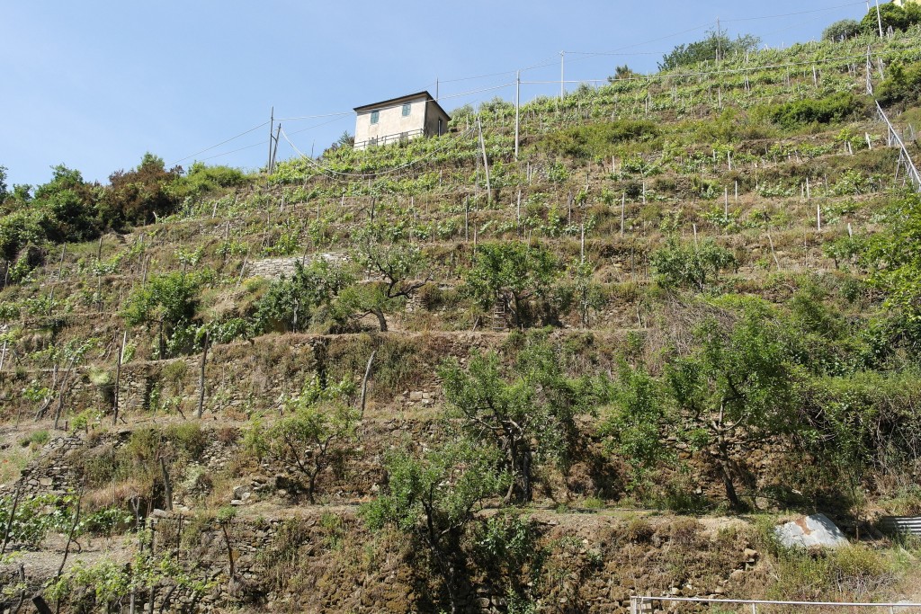 Particolare di un terrazzamento verso Manarola