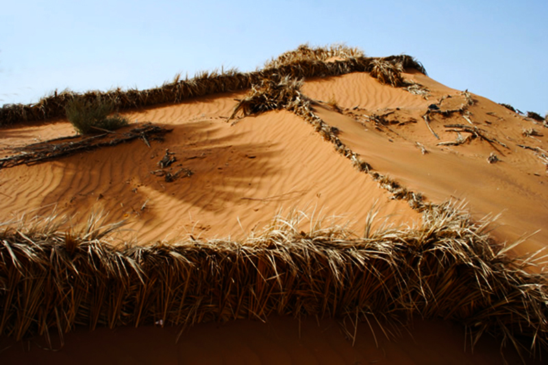 Dune artificiali : i cordoni di foglie di palma si snodano come nastri nel deserto