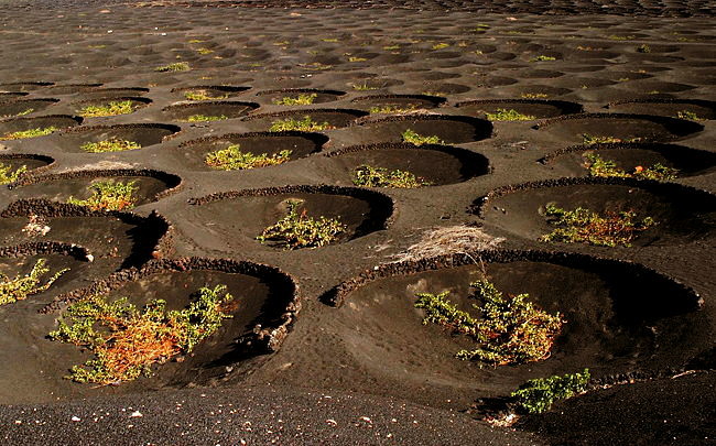 Vigneti a La Geria - Lanzarote