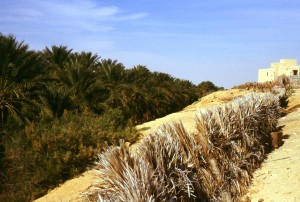 Il grande palmeto è protetto dalla lunga barriera artificiale fatta di rami di palme