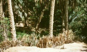 Barriere vegetali  protettive nell'oasi