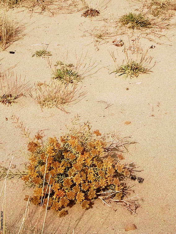 Dune vegetate ( Versilia -Toscana) 