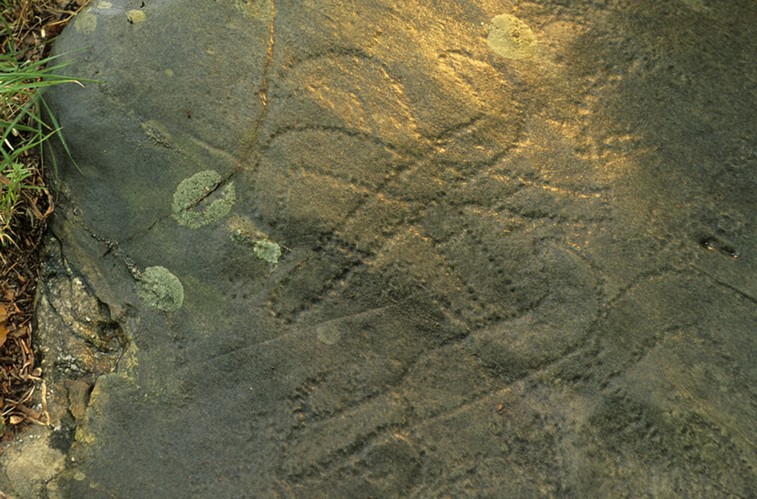 Pennati incrociati (foto Stefano Pucci)