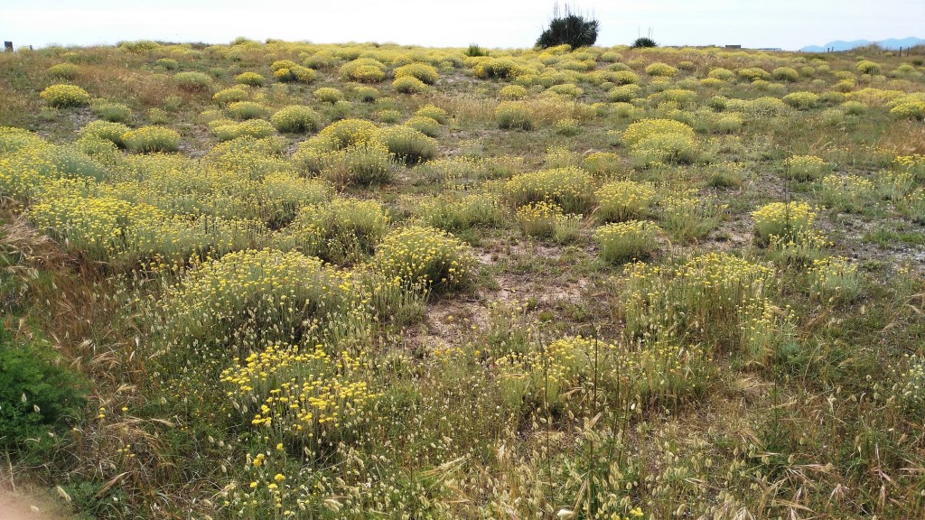 Dune vegetate dell'oasi marina in Versilia (Toscana)