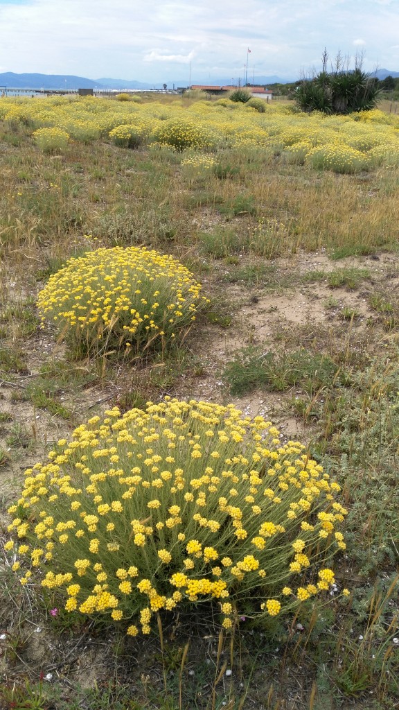 Camomilla selvatica (Versilia - Toscana)