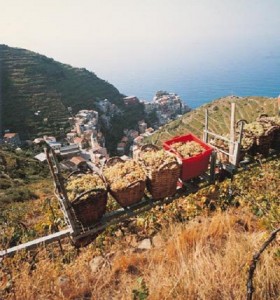 cinque terre carrelli