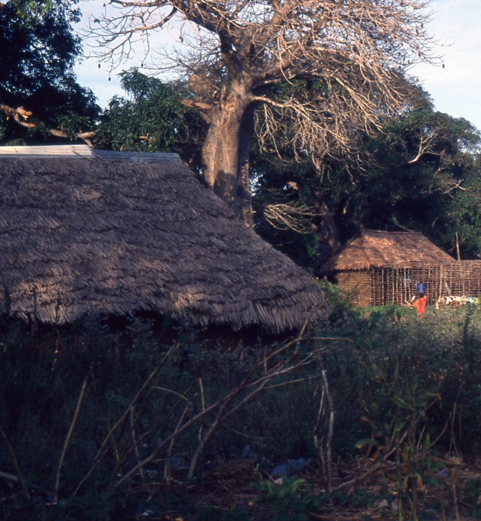 Nel Sahel, dove i grandi baobab utilizzano l'acqua delle abbondanti piogge estive, la desertificazione avanza per l'impoverimento delle varietà vegetali e delle qualità biofisiche del suolo, un processo di degrado causato dal supersfruttamento