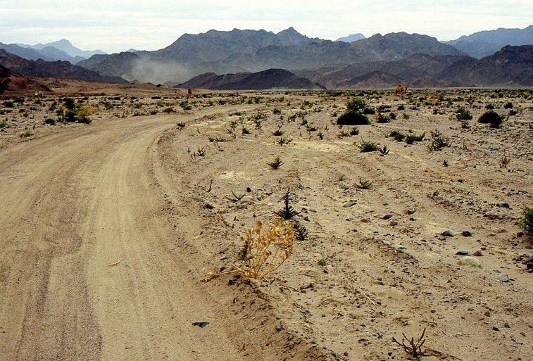 La microvegetazione del deserto, distrutta dal passaggio di veicoli, difficilmente può ricostituirsi