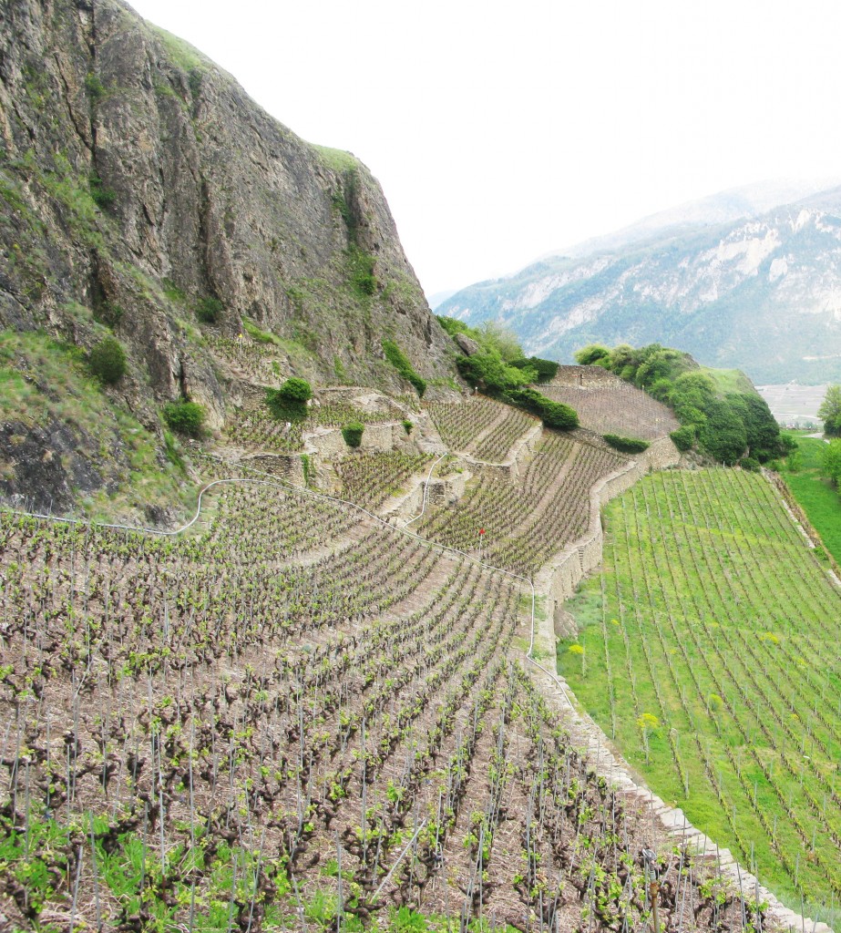 Vigneti terrazzati a Sion