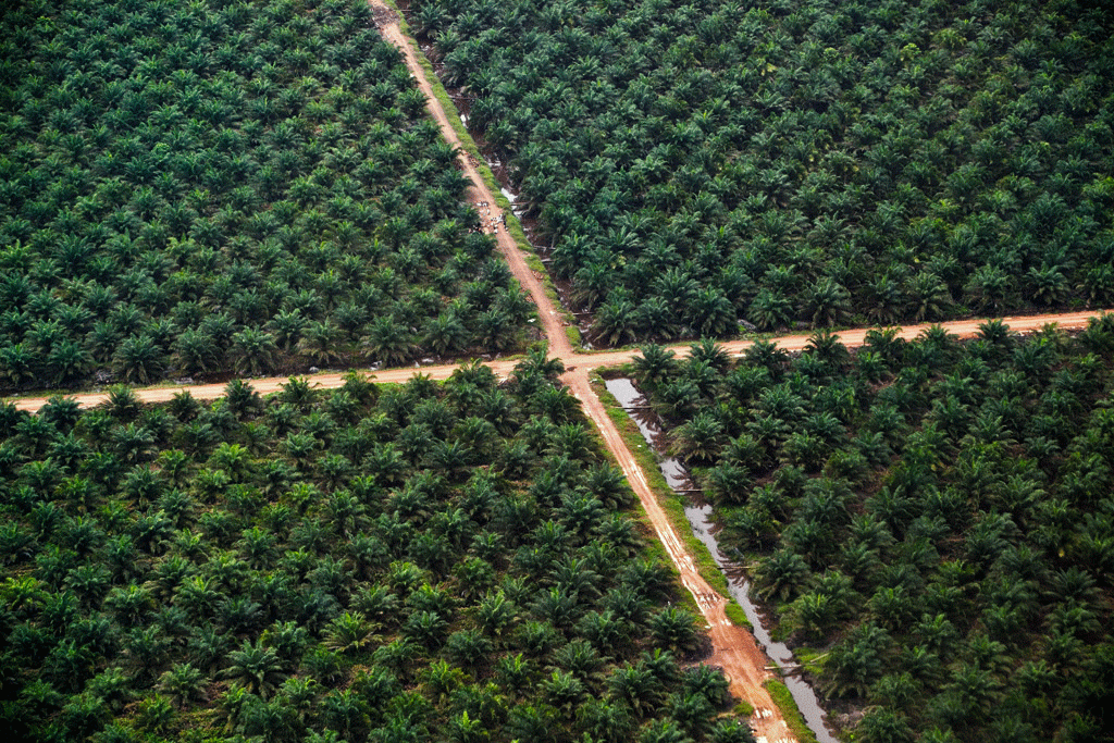 Tunisia - Piantagioni di palme