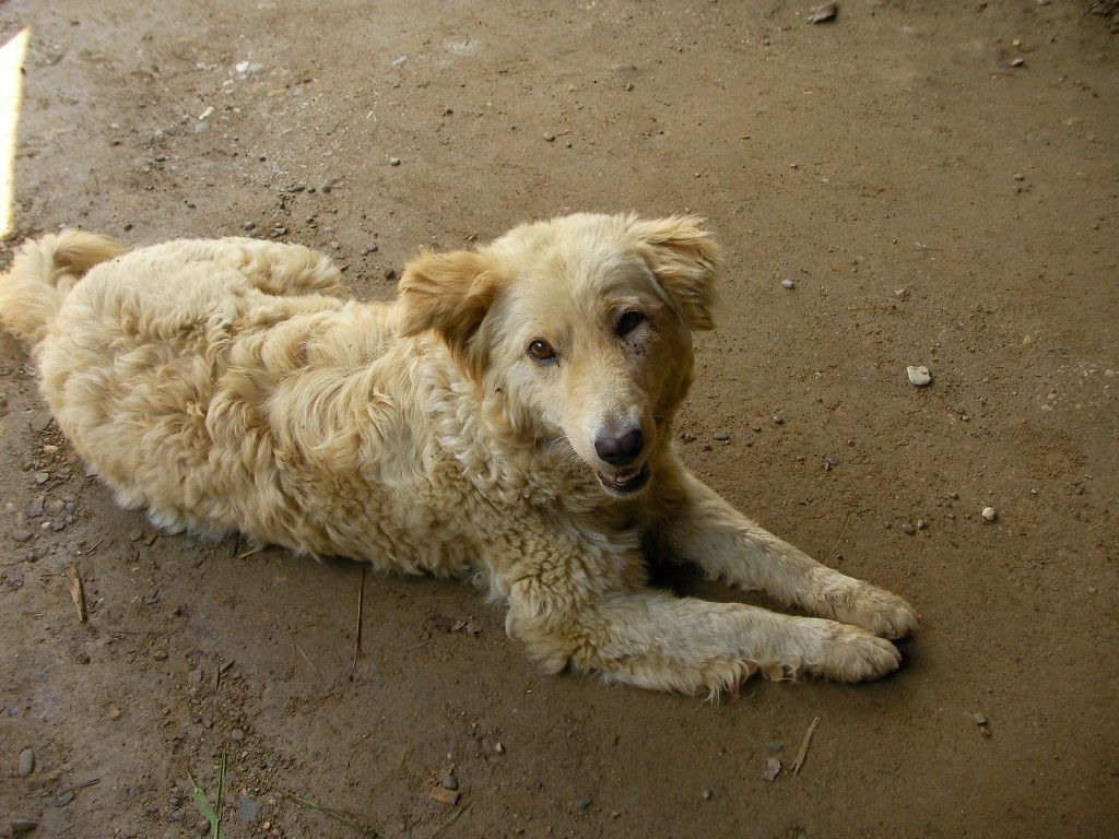 La mascotte del tunnel