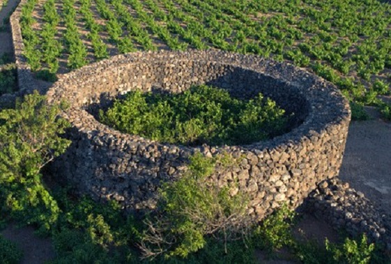 Giardino pantesco (Isola di Pantelleria - Sicilia)