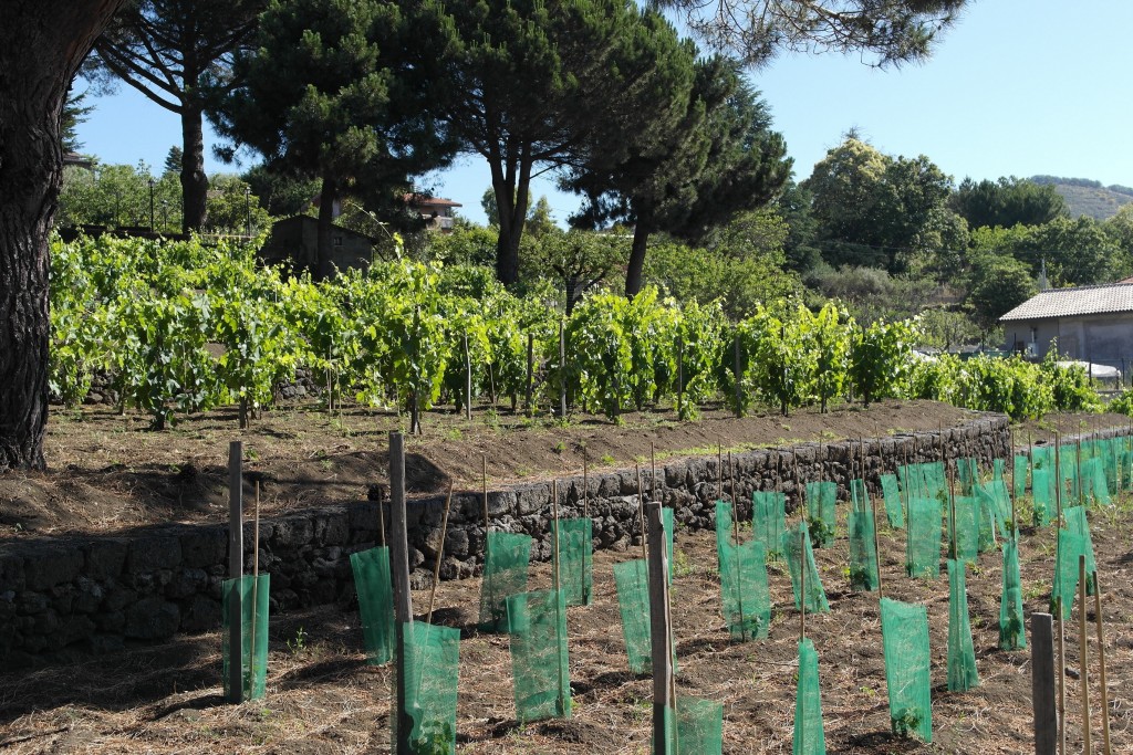 Vigneti terrazzati in pietra lavica 