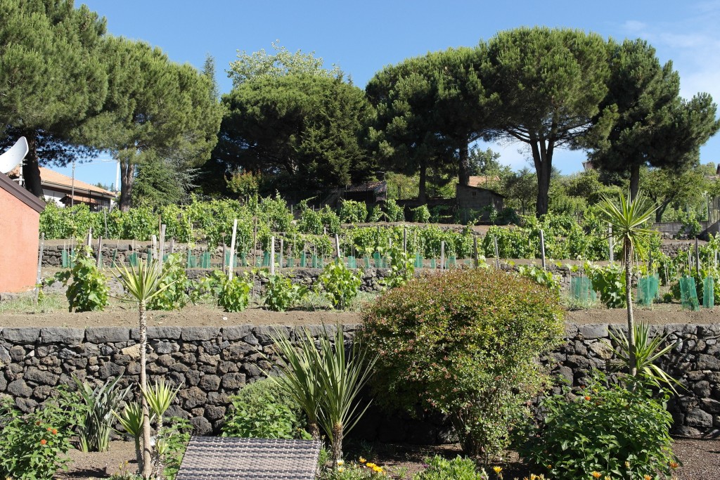 Vigneti terrazzati in pietra lavica