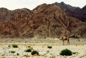 Sinai cammello