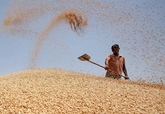  Lavorazione del grano