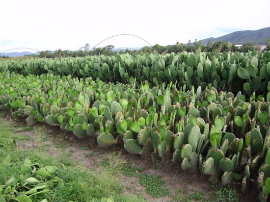 Coltivazioni di nopal