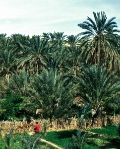 I giardini dell'oasi