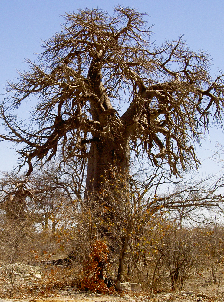 Senegal. In the Sahel, where the tall baobabs soak up rain water during the summar, the phenomenon of desertification advance because of the impoverishment of plant species and of soil quality due to the crisis of the traditional knowledge and the overexploitation of resources