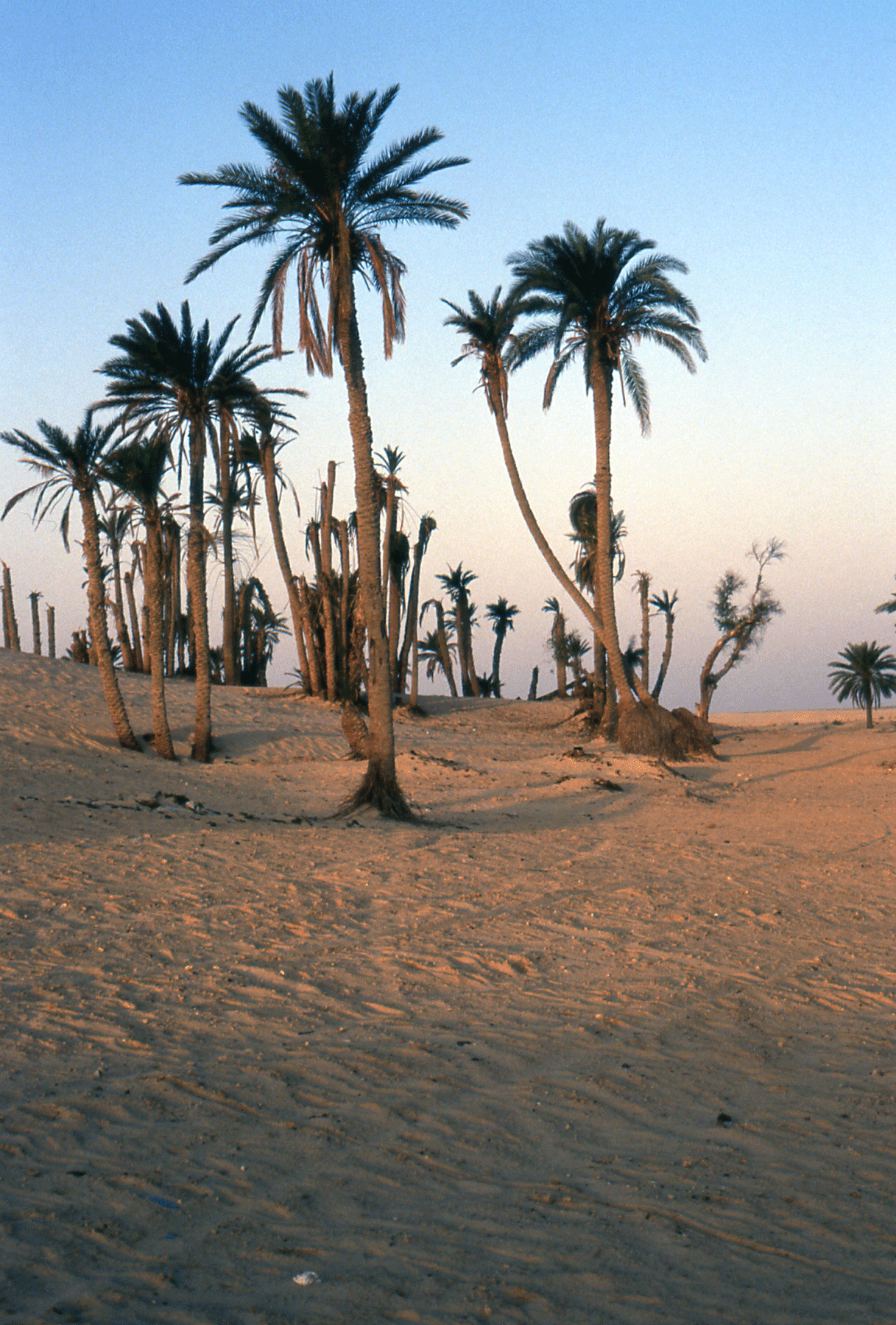 The desert and desertification