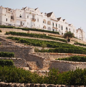 Locorotondo (Apulia) The terraces cultivated with vines