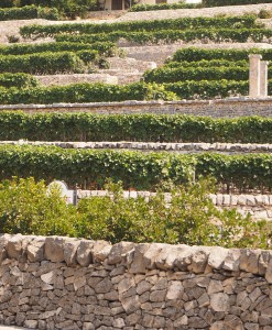 Locorotondo (Apulia) Detail of stone terraces cultivated with vines