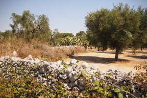 Salento (Apulia) Stone dry walls