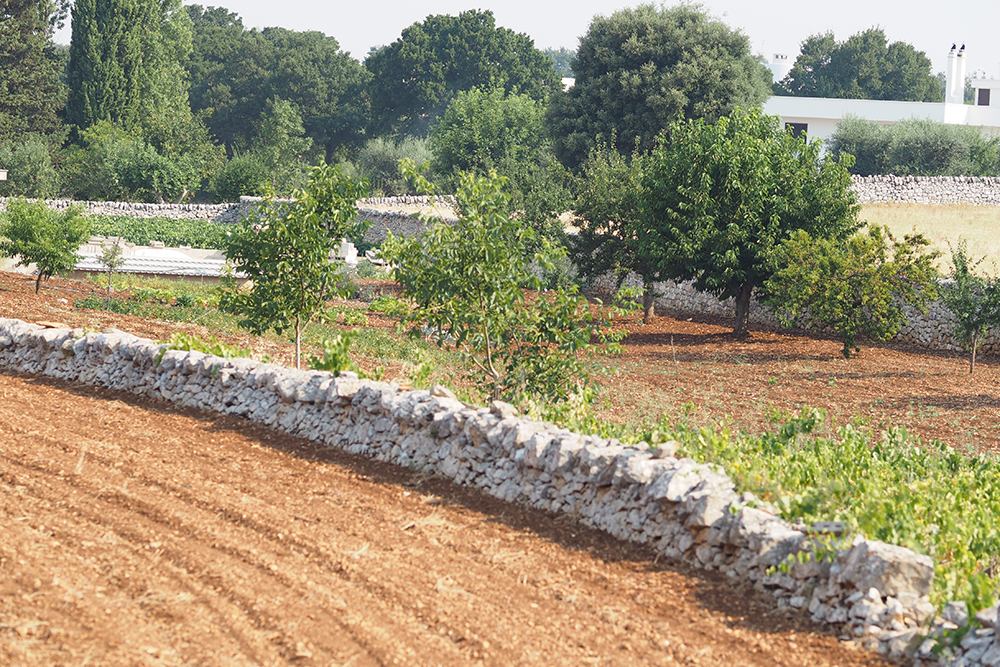 Alberobello (Apulia) Dry stone walls, typical of southern Italy, which border the crops